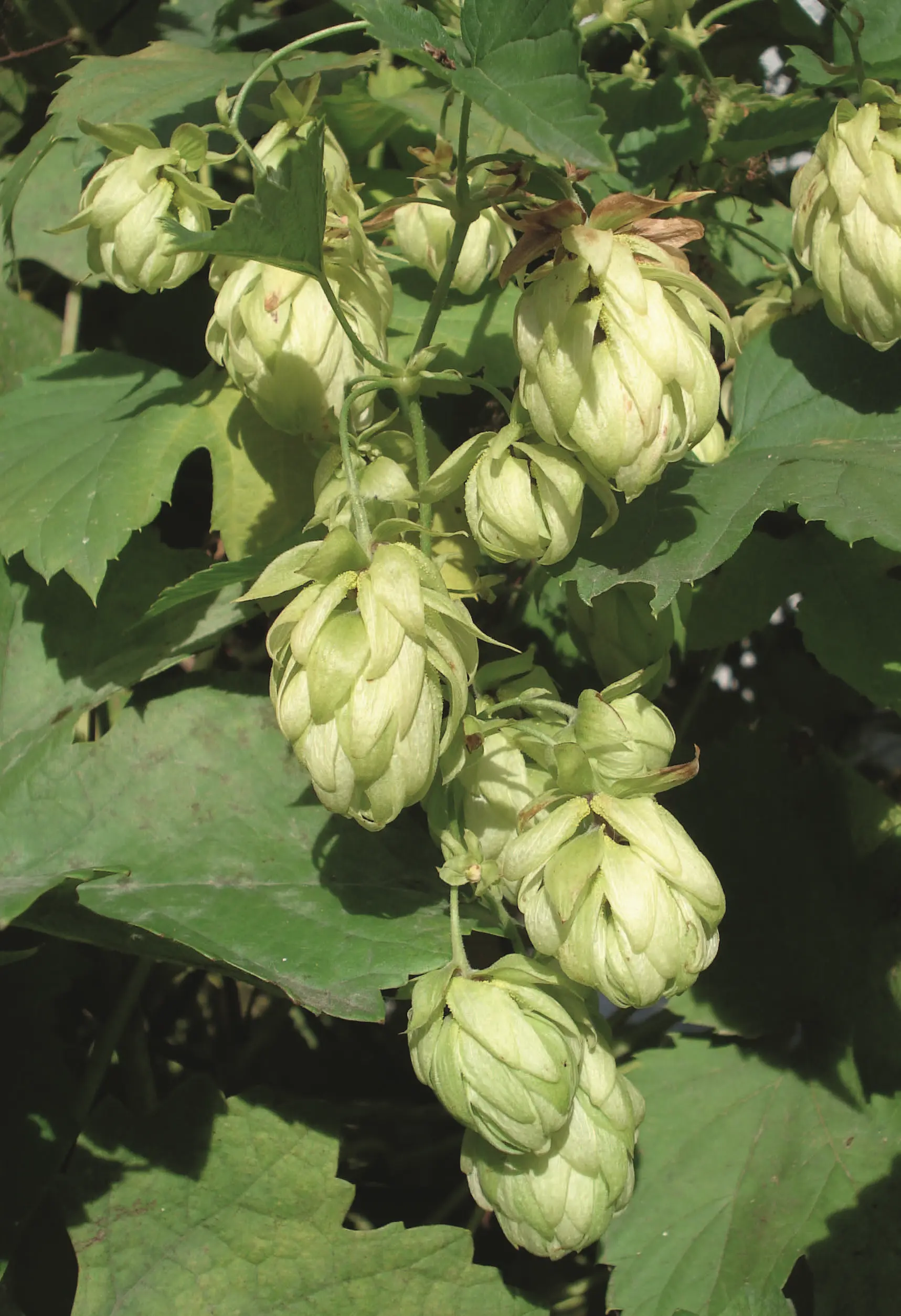 042_Griebl_Hopfen_(c)Norbert_Griebl_Seite_1_Bild_0001